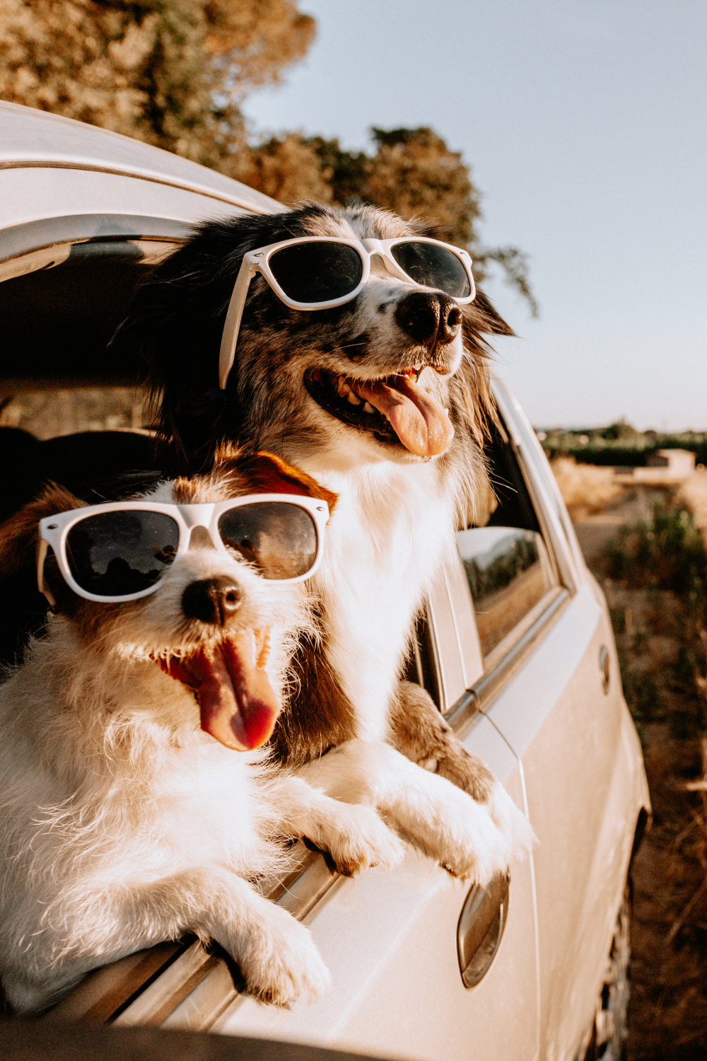 Dog Friendly