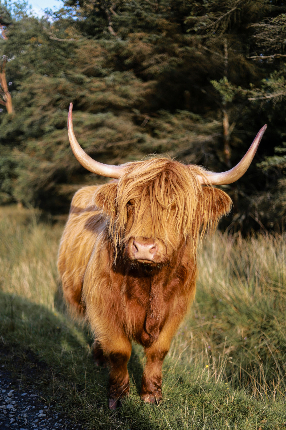 Scotland
